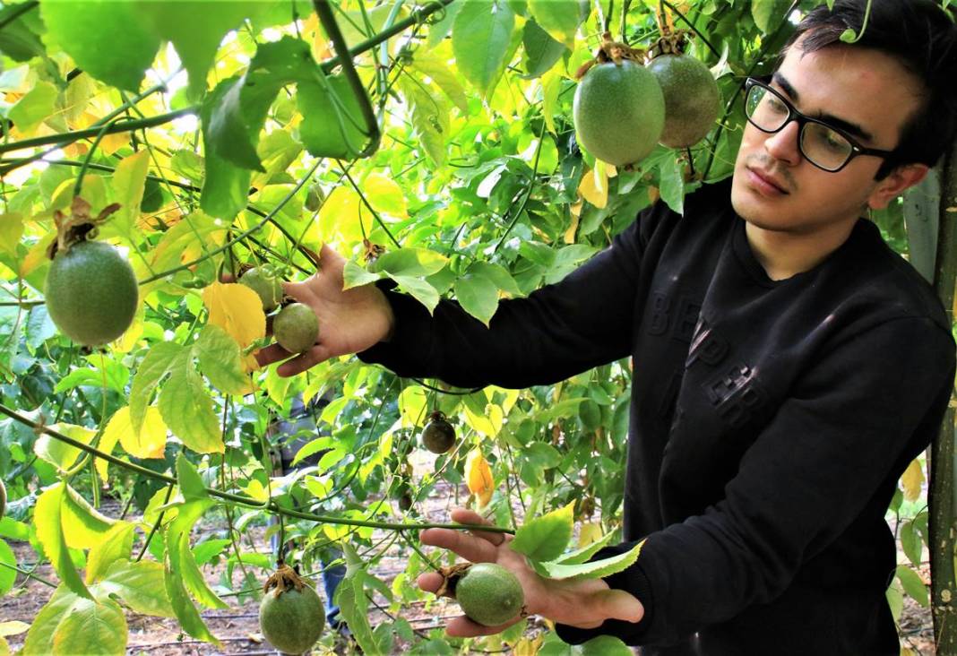 Bu meyve zengin ediyor: Kilosu 200 TL! 10 yıl boyunca ürün veriyor, ilk yılda 300 kg, beşinci yıldan sonra 2 ton 4
